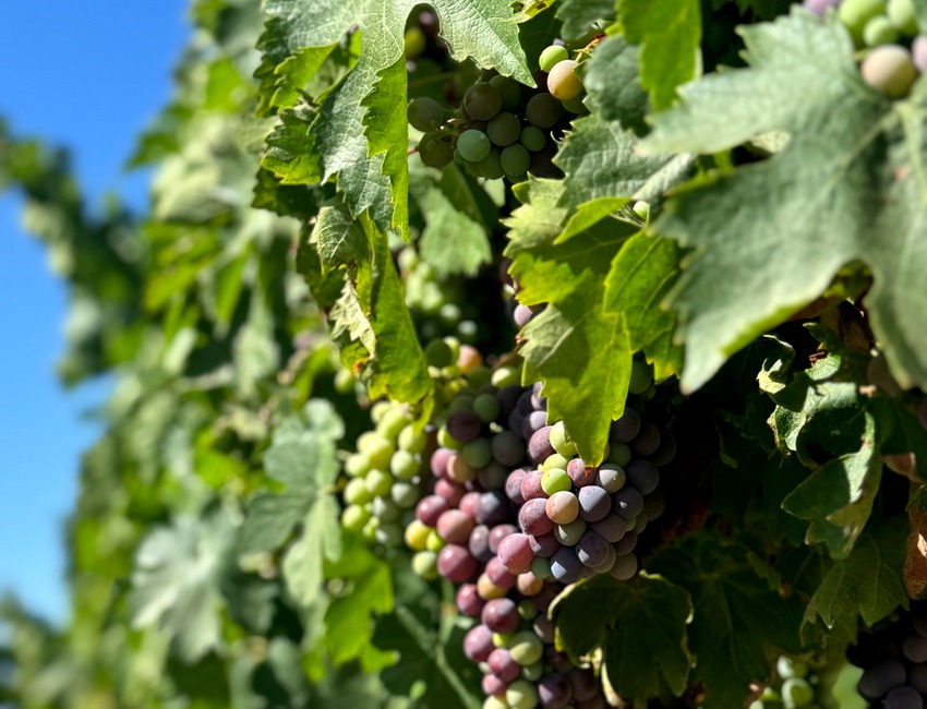 Vineyard grapes