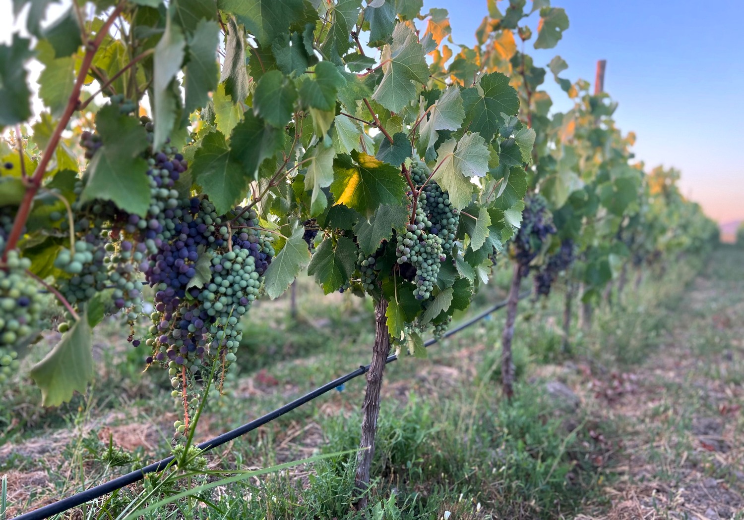Viña Los Chanchitos vineyard